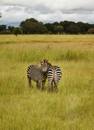 7 DAYS BEST OF TANZANIA LUXURY SAFARI