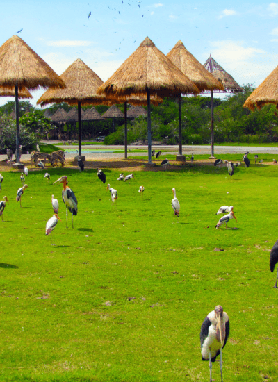 8 DAYS KENYA SPLENDORS LUXURY SAFARI