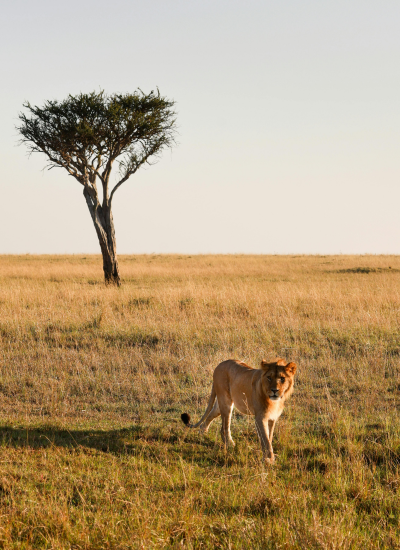 6 Days Midrange Samburu & Mara