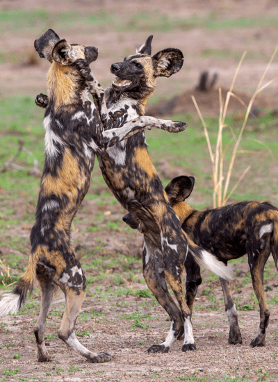 7 DAYS BEST OF TANZANIA MIDRANGE SAFARI