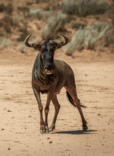 8 DAYS KENYA SPLENDORS MIDRANGE SAFARI