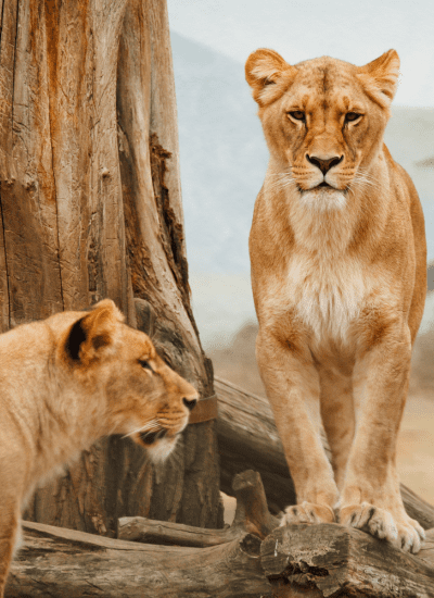 5 Days Kenya Luxury Safari Highlights