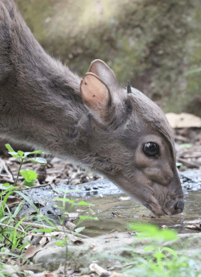 5 Days Budget Tanzania Safari