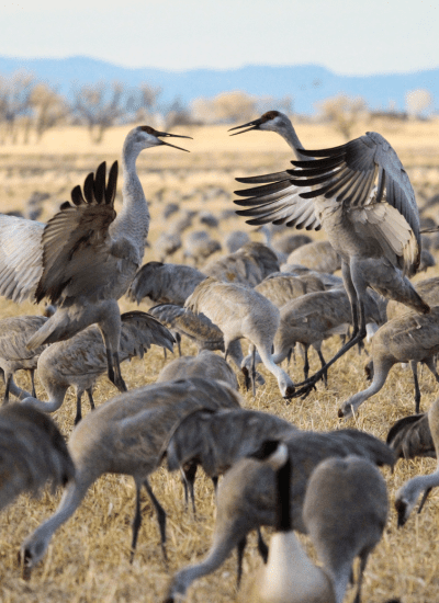 5 Days Midrange Tanzania Safari