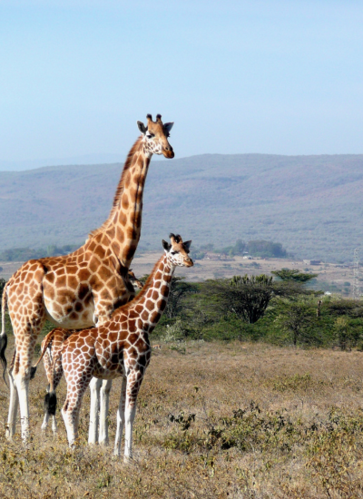 7 Days Budget Kenya Enchanting Safari