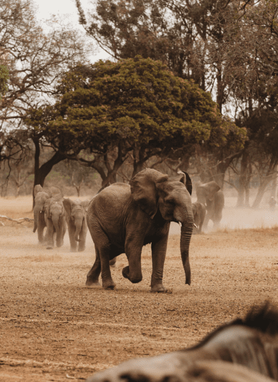 5 Days Luxury Tanzania Safari