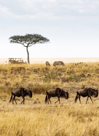 5 Days Kenya Budget Safari Highlights